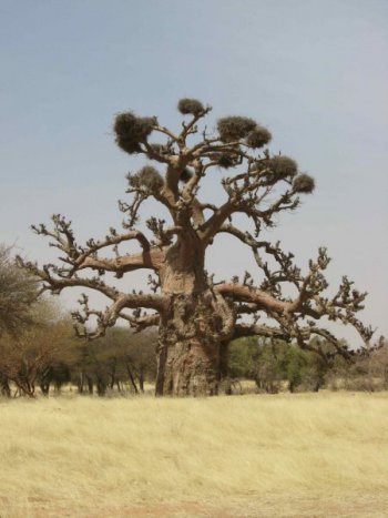  Baobab