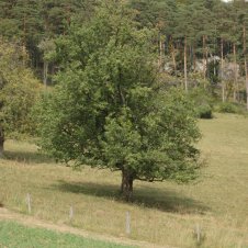 forstliche Massnahmenplanung